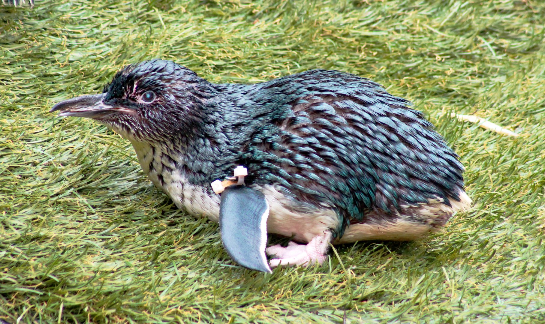 Apr. 2019 - Children's Zoo - Little Penguin