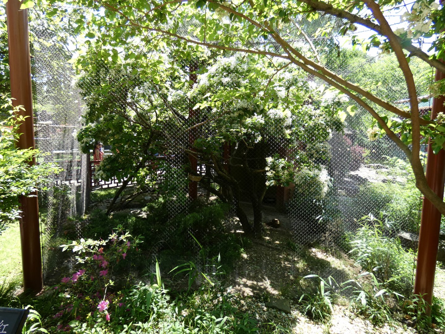 Apr. 2019 - China - Golden Pheasant + White-crested Laughing Thrush Exhibit