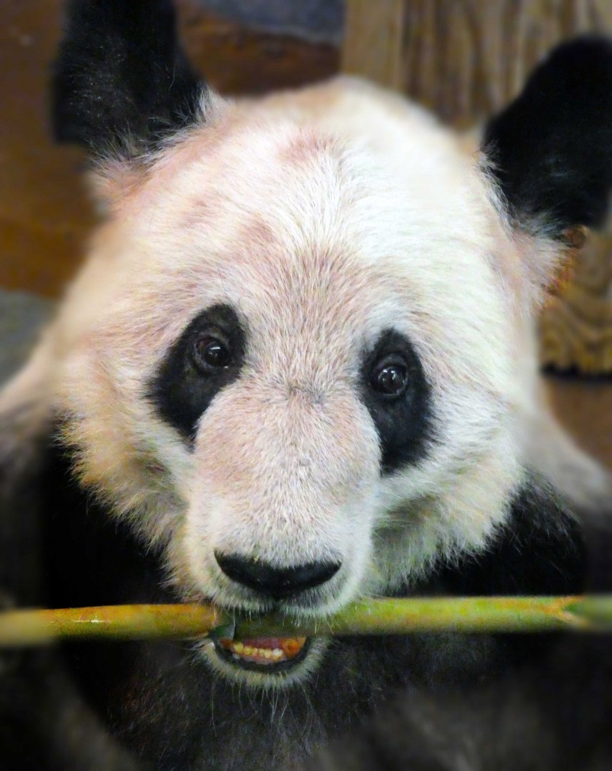 Apr. 2019 - China - Yaya