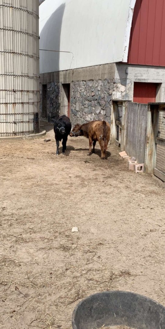 Apr. 2019 - Dexter cattle