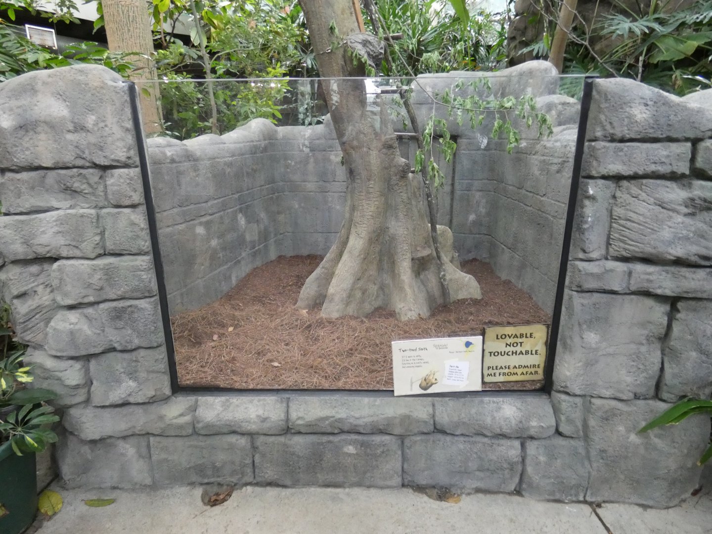 Apr. 2019 - Discovery Forest - New Linne's Two-toed Sloth Exhibit - Bottom Part