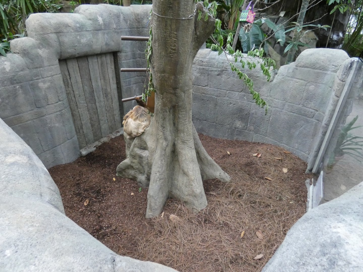 Apr. 2019 - Discovery Forest - New Linne's Two-toed Sloth Exhibit - Bottom Part