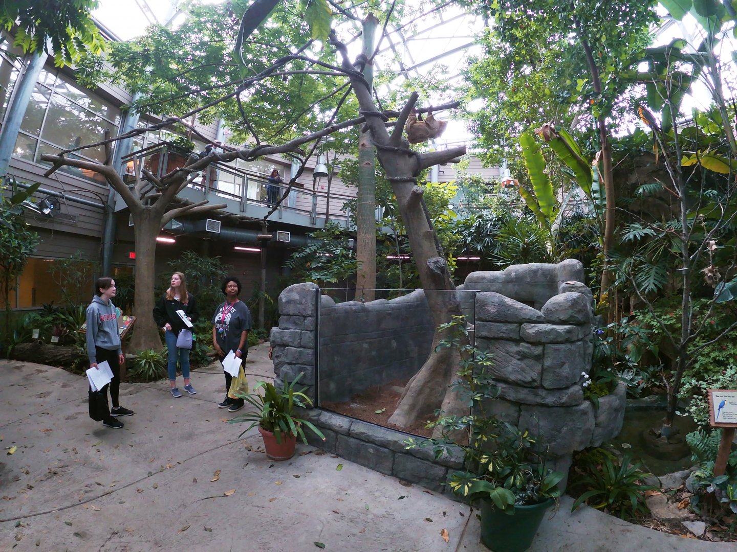 Apr. 2019 - Discovery Forest - Newly Renovated! Linne's Two-toed Sloth Exhibit