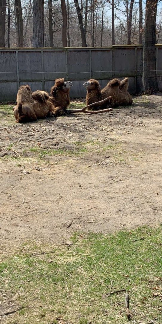 Apr. 2019 - Domestic Bactrian camel