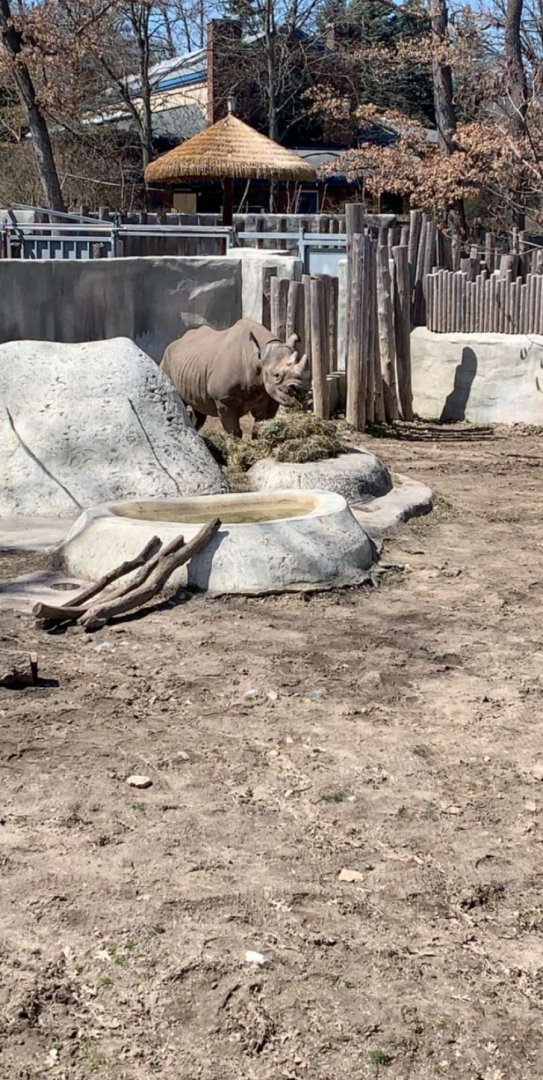 Apr. 2019 - Eastern black rhinoceros
