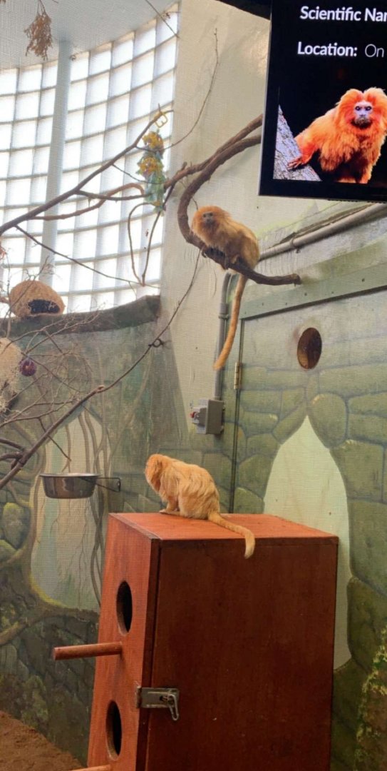 Apr. 2019 - Golden lion tamarin