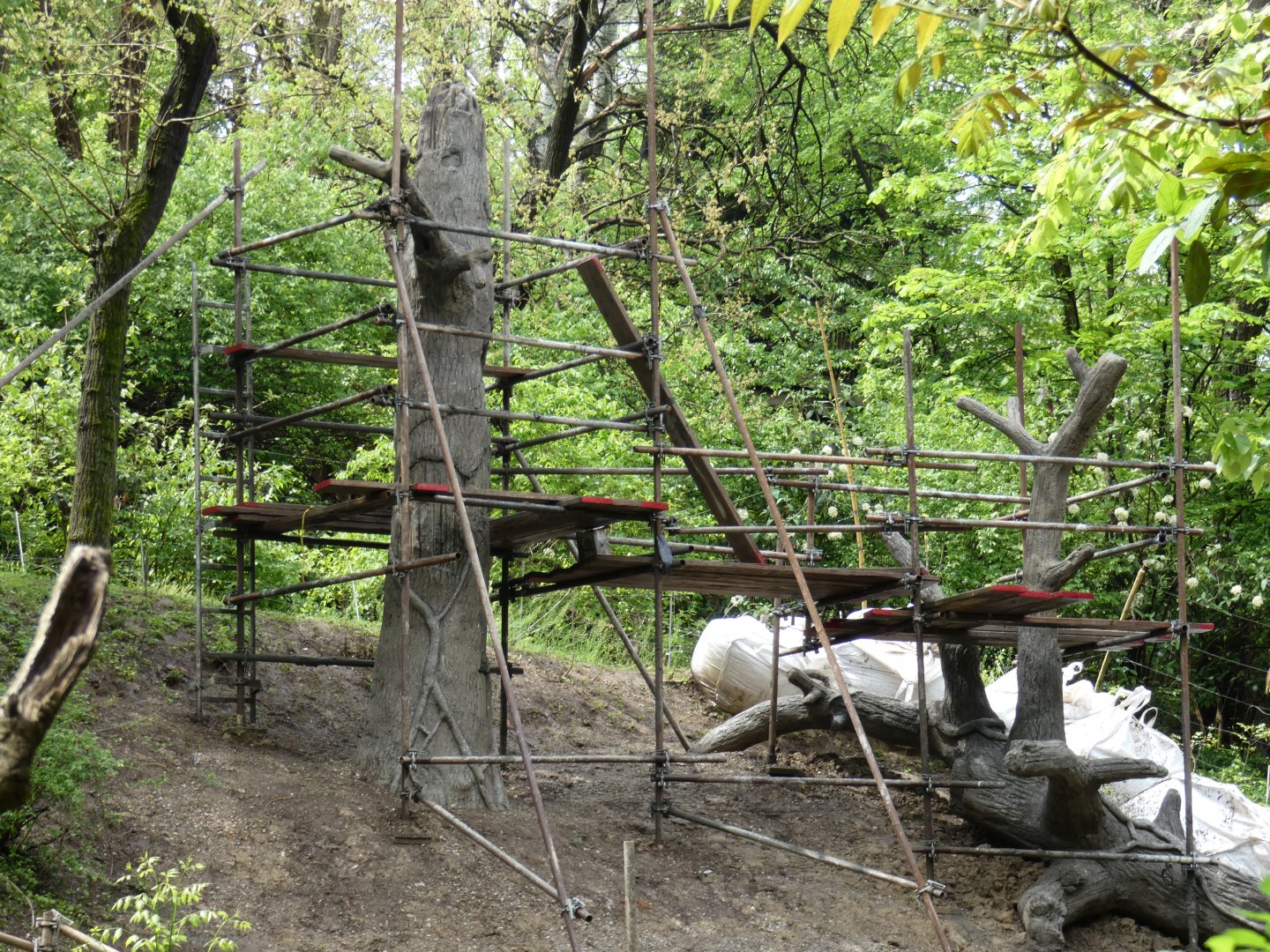 Apr. 2019 - Jungle Trails - New Trees for Orangutans