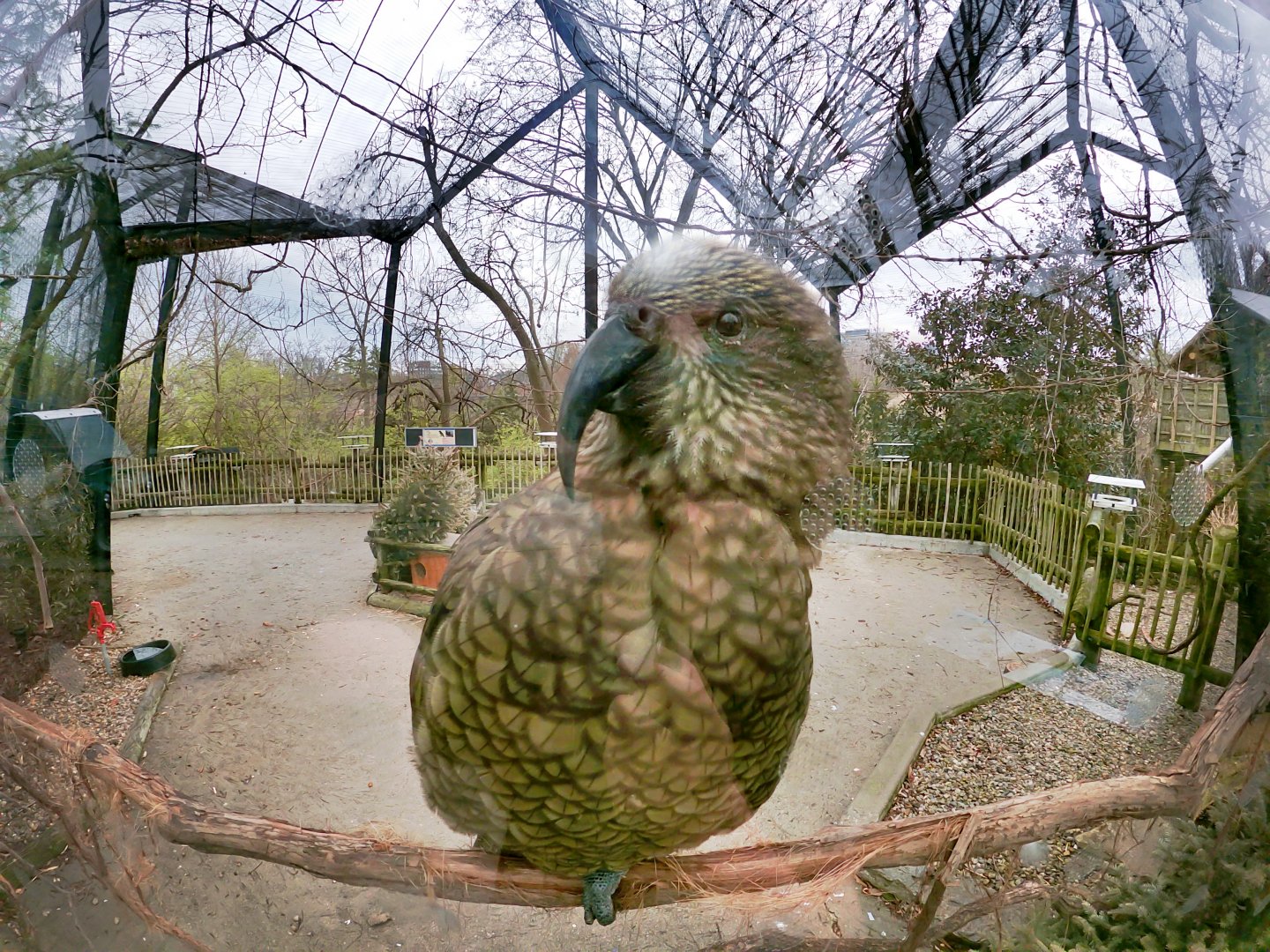 Apr. 2019 - Kea Encounter