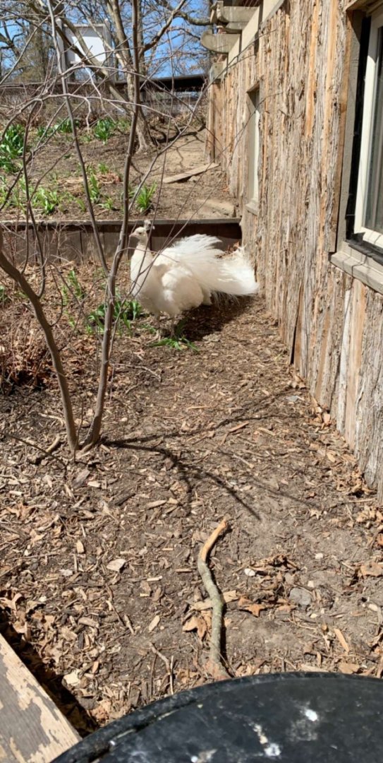 Apr. 2019 - Leucistic Indian peafowl