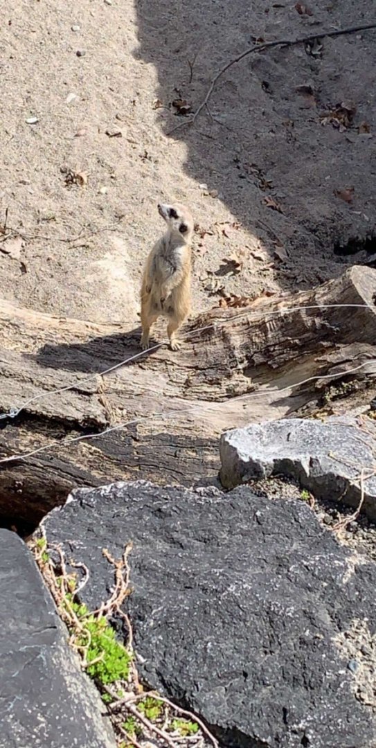 Apr. 2019 - Meerkat
