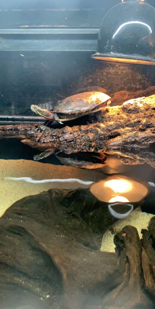 Apr. 2019 - Midland painted turtle