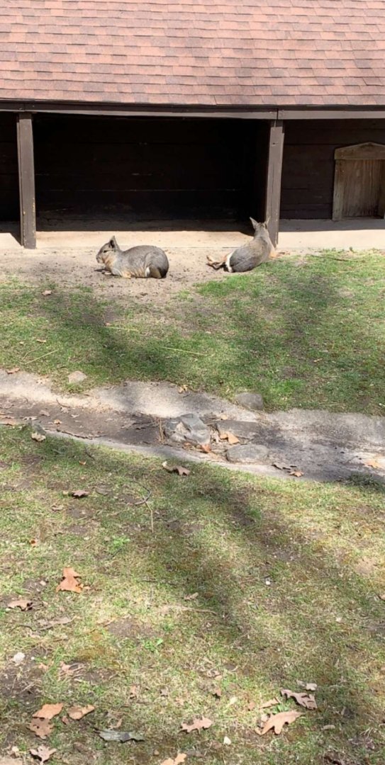 Apr. 2019 - Patagonian mara