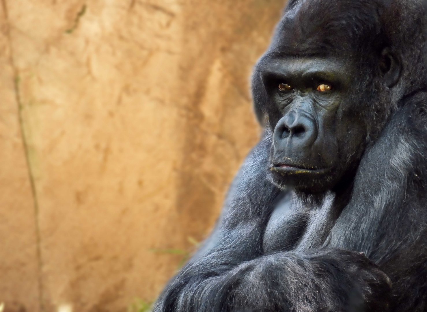 Apr. 2019 - Primate Canyon - Mwelu