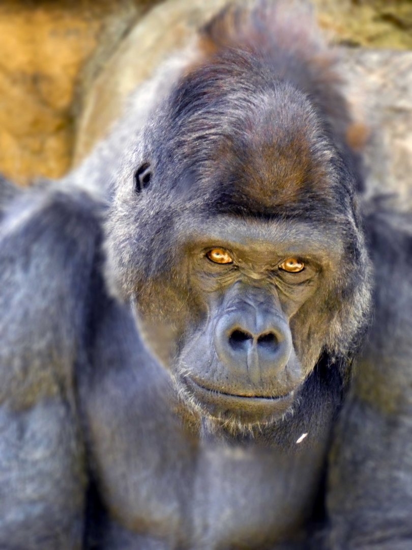 Apr. 2019 - Primate Canyon - Mwelu