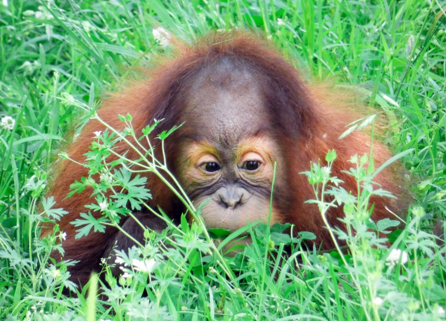 Apr. 2019 - Primate Canyon - Rowan