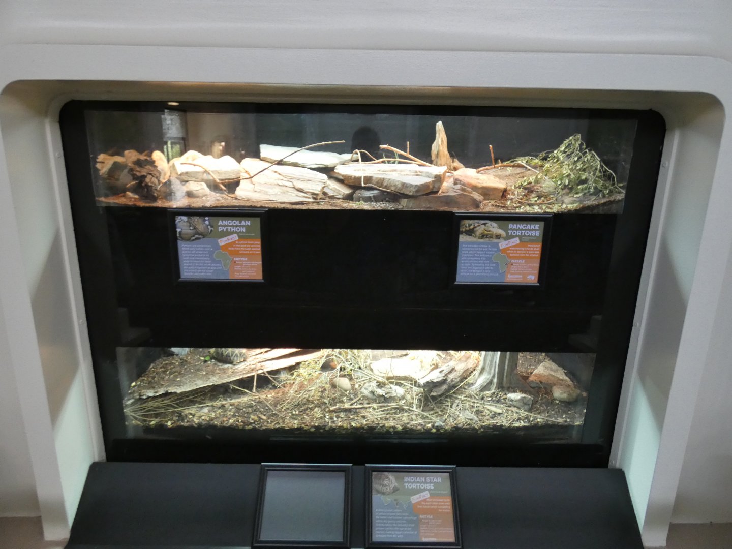 Apr. 2019 - Reptile House - Angolan Python/Pancake Tortoise (Newly Combined Tank) + Indian Star Tortoise Exhibit
