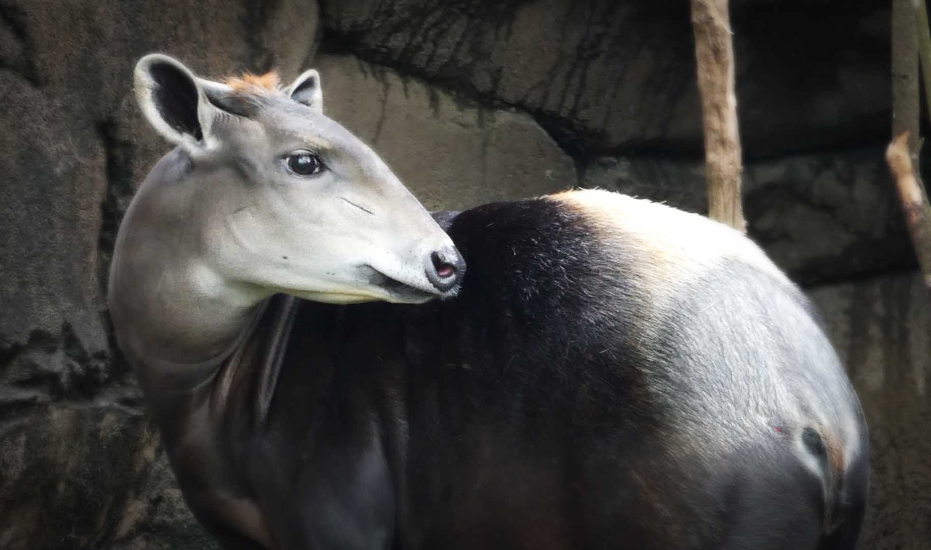 Apr. 2019 - Rhino Reserve - Yellow-backed Duiker