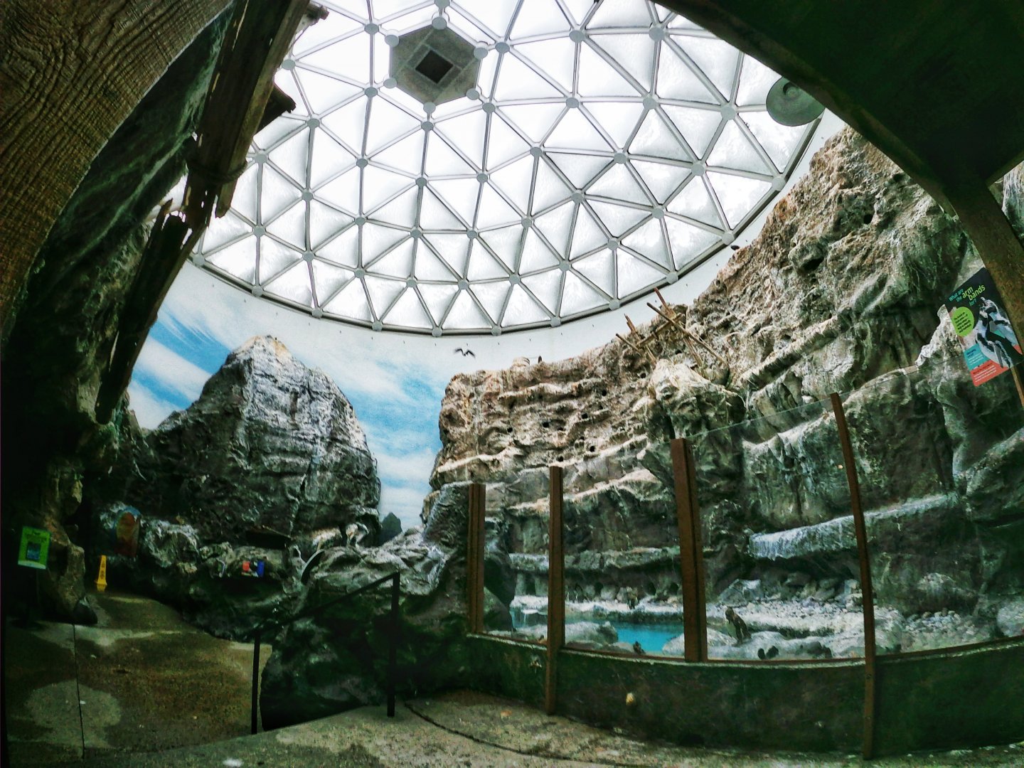 Apr. 2019 - The Living Coast - Humboldt Penguin, Grey Gull, Inca Tern Dome