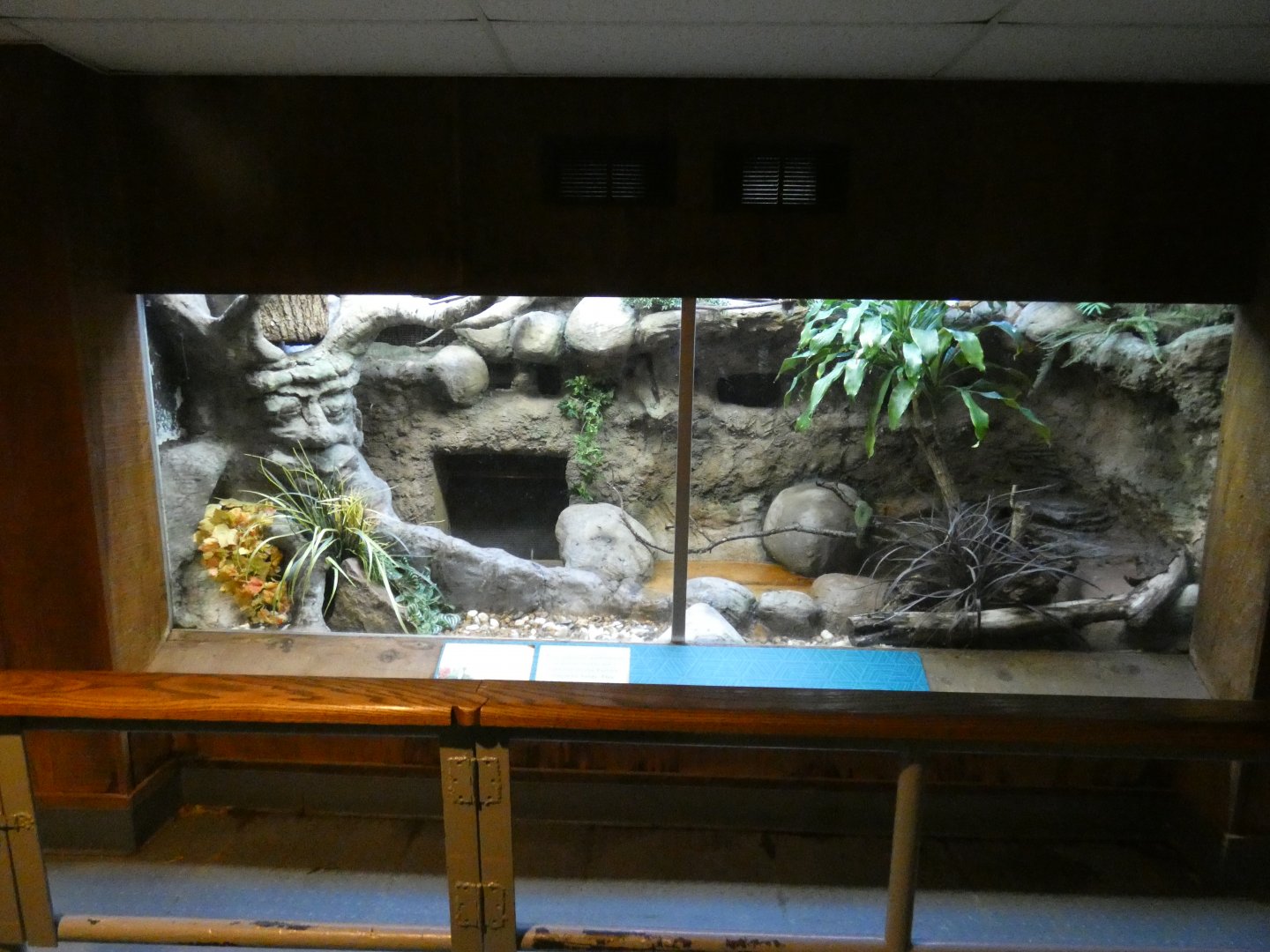 Apr. 2019 - Tropical Bird House - Jambu Fruit Dove Exhibit