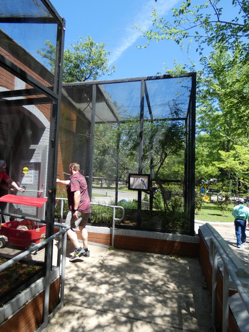 Apr. 2019 - Tropical Bird House - Red-billed Blue Magpie Exhibit