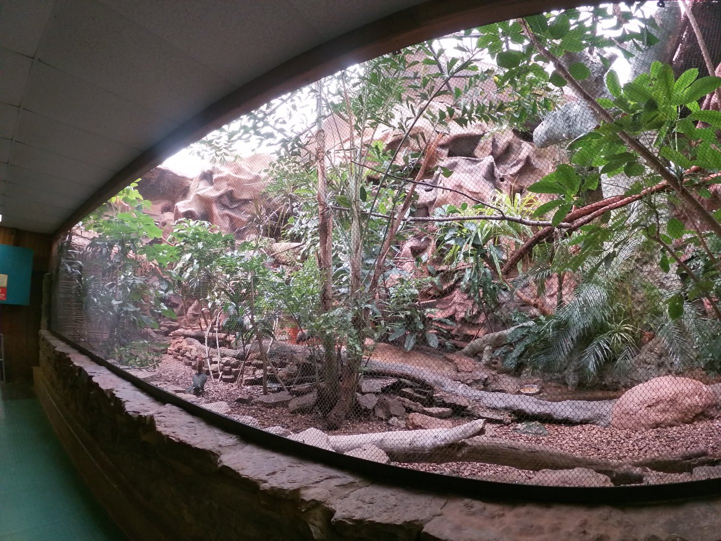 Apr. 2019 - Tropical Bird House - Yellow-casqued Hornbill + Cattle Egret + Helmeted Guineafowl Exhibit