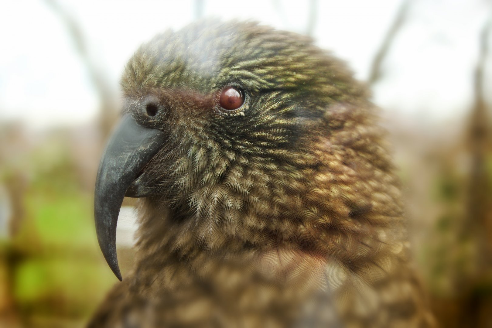 Apr. 2019 - Walk-through Flight Cage - Kea