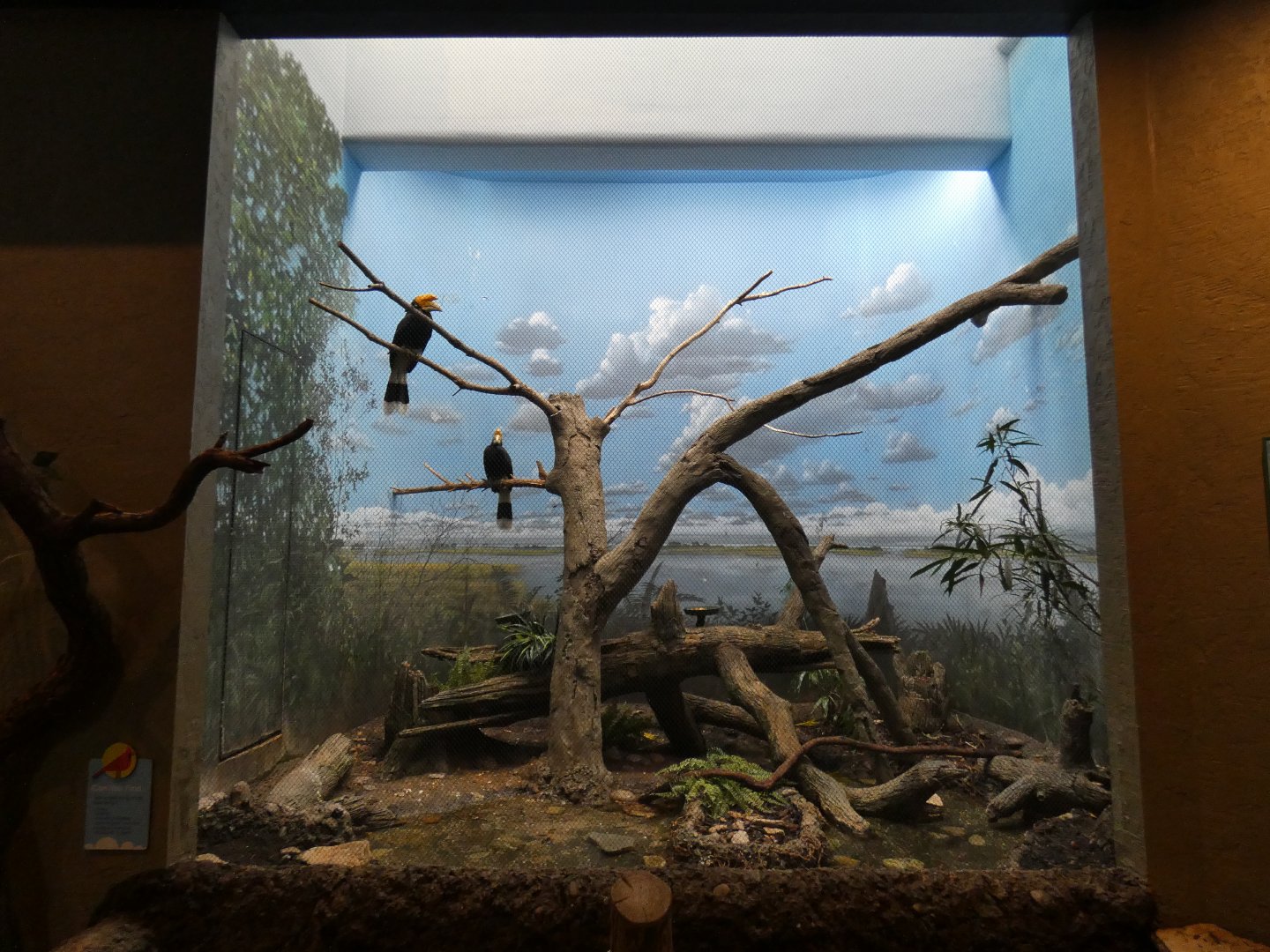 Apr. 2019 - Wings of the World - Rhinoceros Hornbill Exhibit (Now with 2 Individuals)
