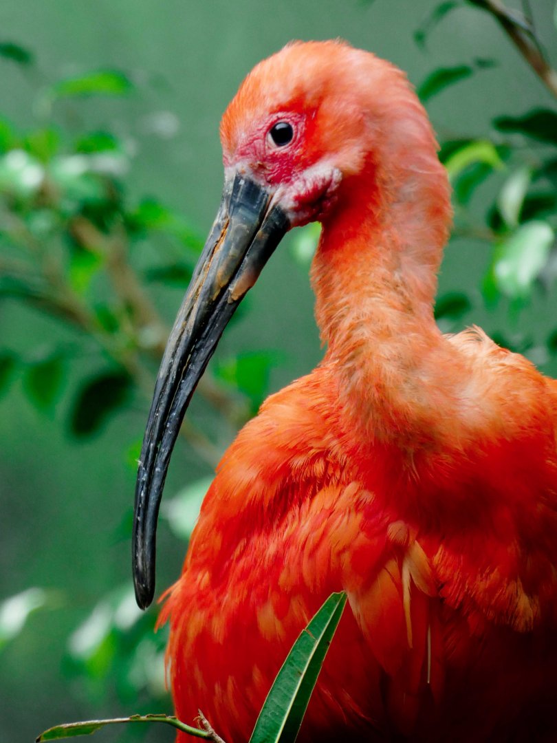 Apr. 2019 - Wings of the World - Scarlet Ibis