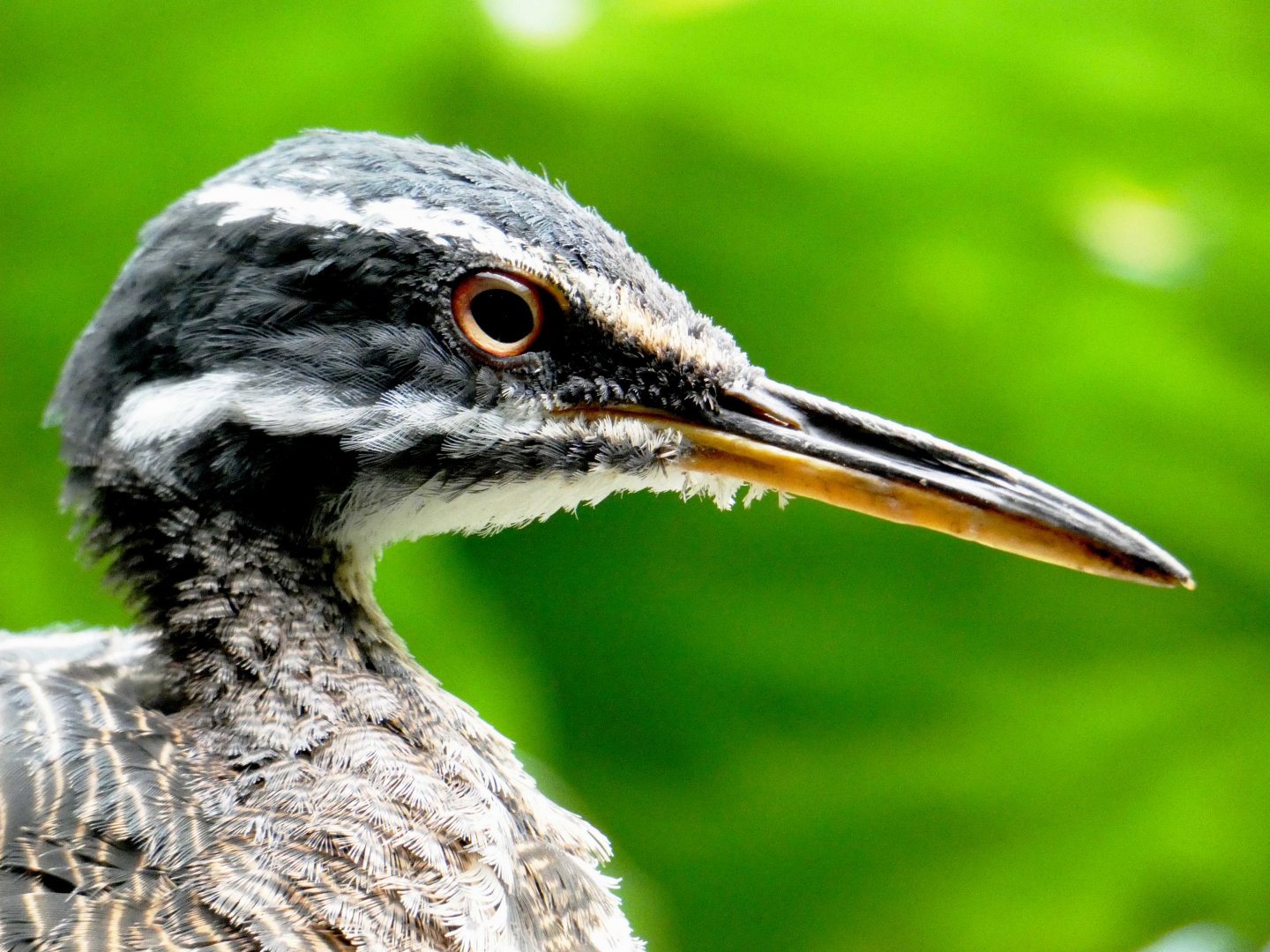 Apr. 2019 - Wings of the World - Sunbittern