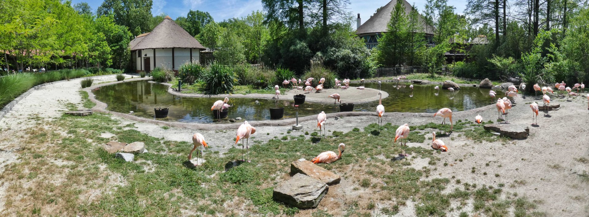 Apr. 2019 - Zambezi River Hippo Camp - Lesser Flamingo + Chilean Flamingo Exhibit Panorama