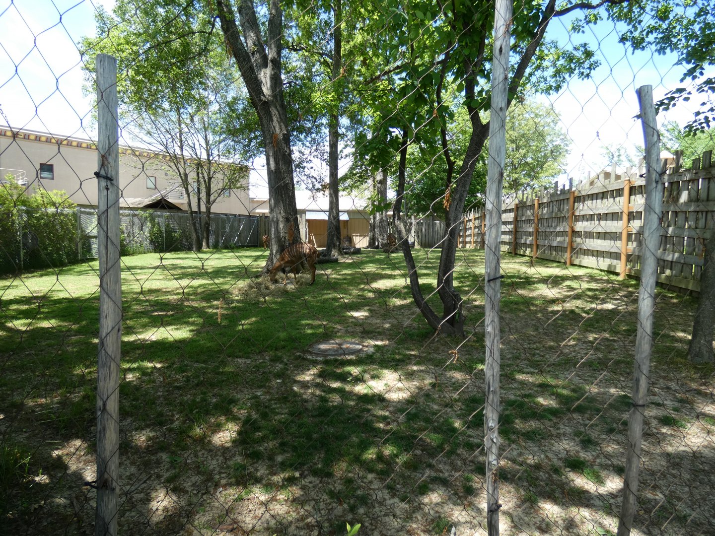 Apr. 2019 - Zambezi River Hippo Camp - Nyala Exhibit
