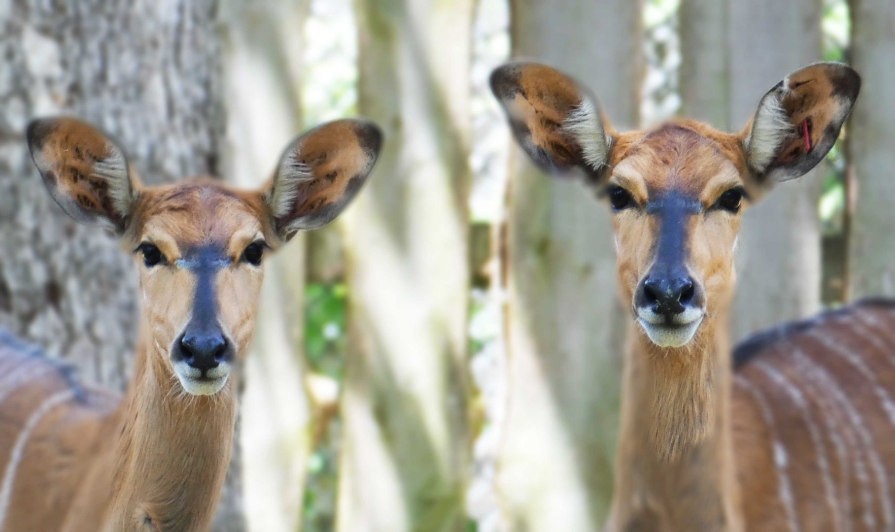 Apr. 2019 - Zambezi River Hippo Camp - Nyala