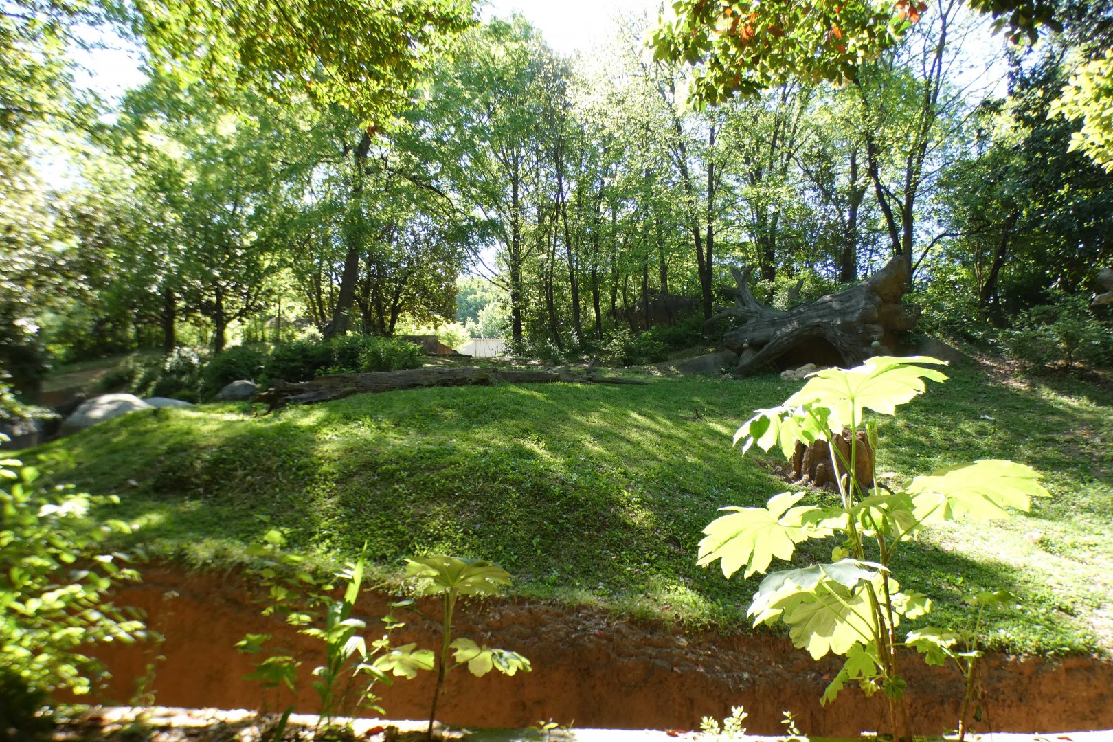 Apr. 2021 - African Forest - Gorilla Exhibit #1