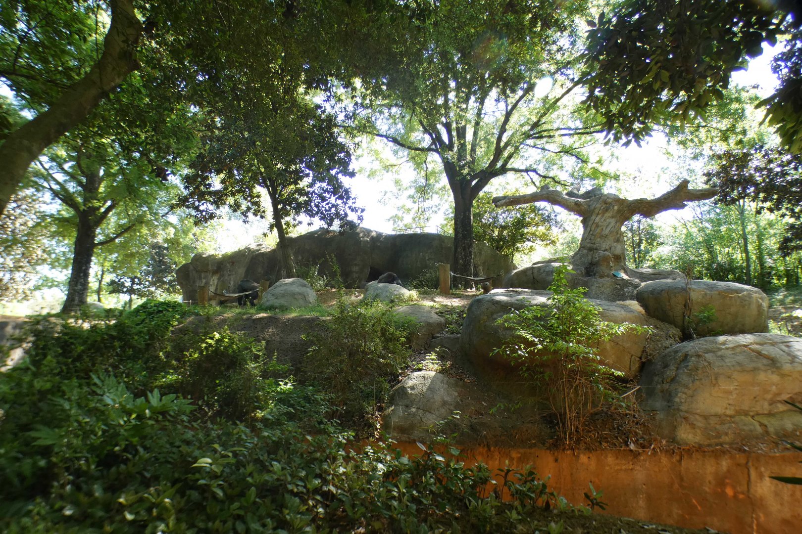 Apr. 2021 - African Forest - Gorilla Exhibit #2