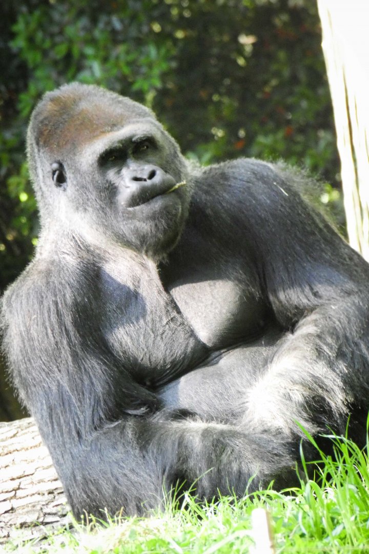 Apr. 2021 - African Forest - Gorilla (Taz)
