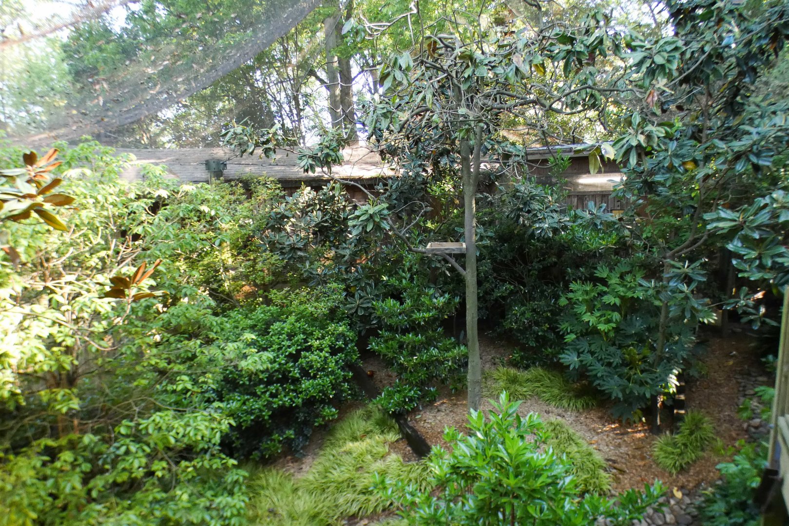 Apr. 2021 - African Forest - The Living Treehouse (15 Species Aviary)