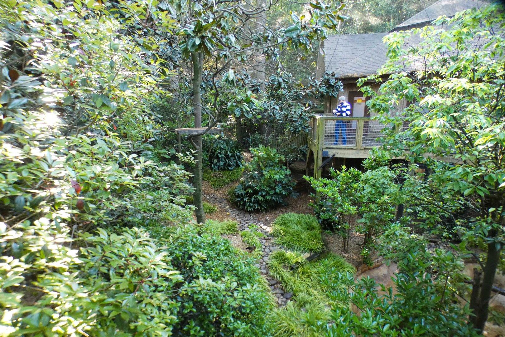 Apr. 2021 - African Forest - The Living Treehouse (15 Species Aviary)