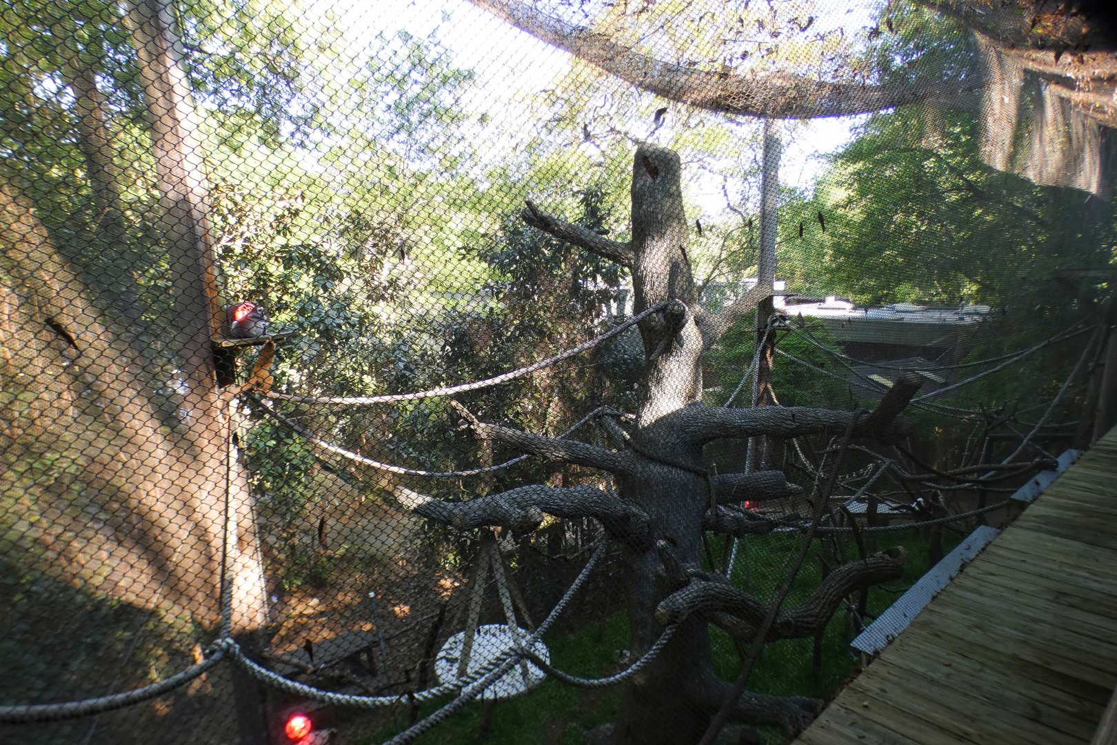 Apr. 2021 - African Forest - The Living Treehouse (3 Lemur Exhibit)