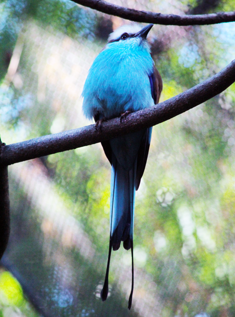 Apr. 2021 - African Forest - The Living Treehouse - Racket-tailed Roller