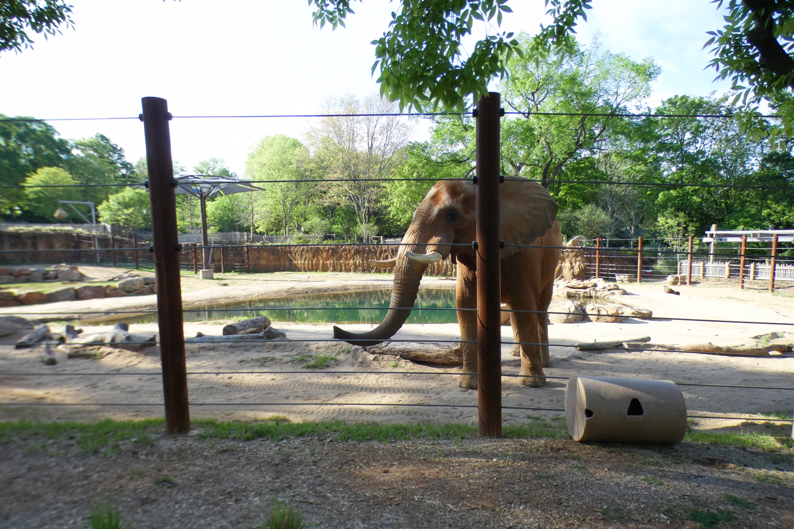 Apr. 2021 - African Savanna - African Elephant Exhibit (1.2 Acres)