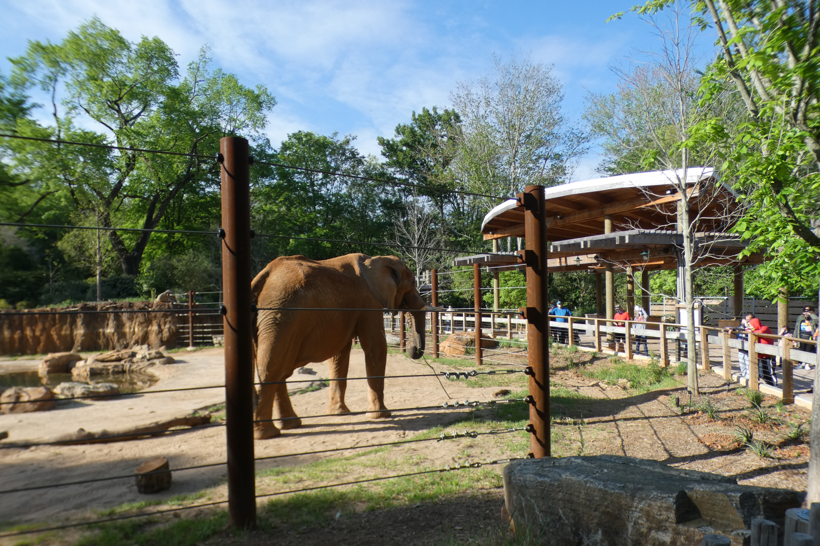 Apr. 2021 - African Savanna - African Elephant Exhibit (1.2 Acres)