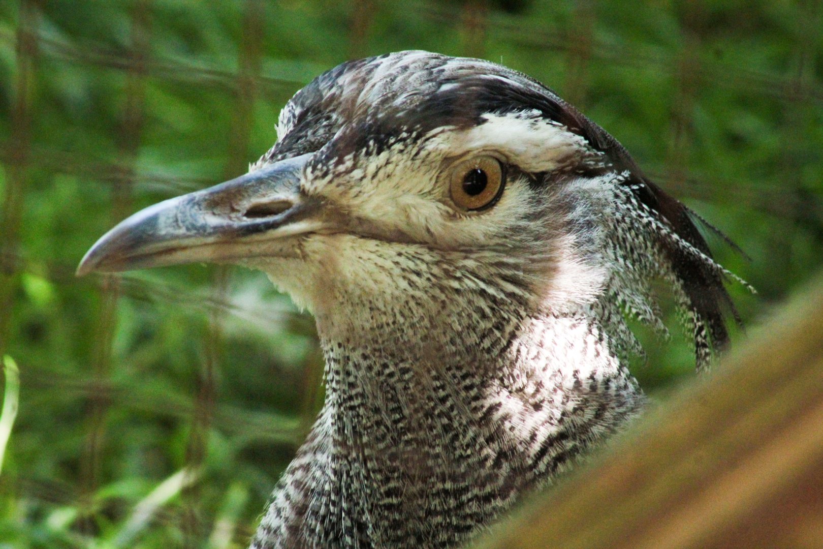 Apr. 2021 - African Savanna - Kori Bustard