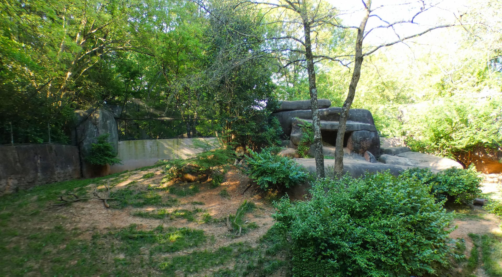 Apr. 2021 - African Savanna - Lion Exhibit