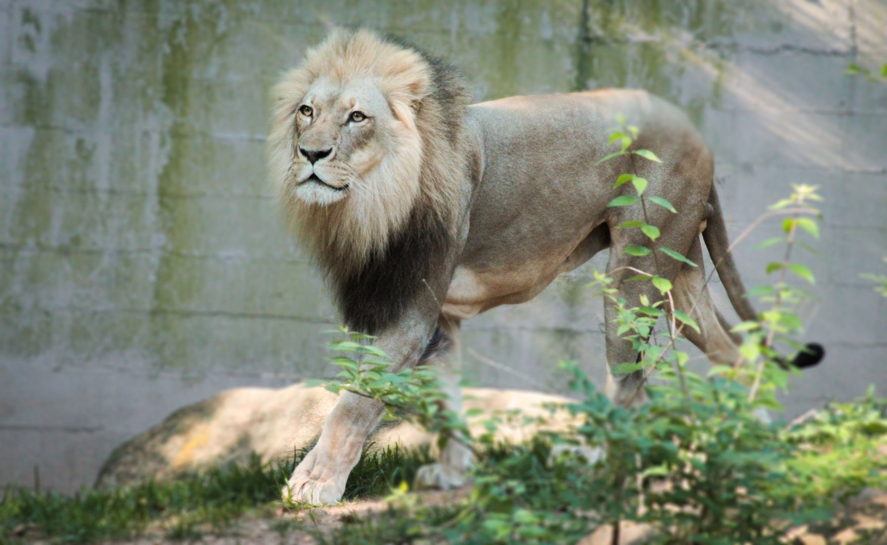 Apr. 2021 - African Savanna - Lion