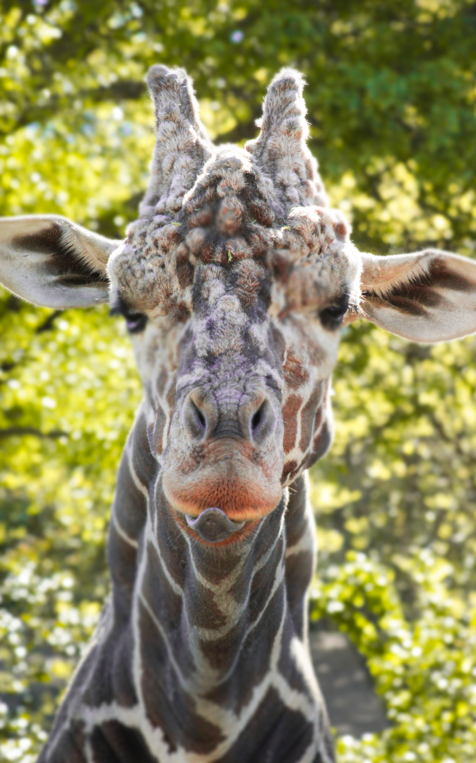 Apr. 2021 - African Savanna - Reictulated Giraffe (Abu)