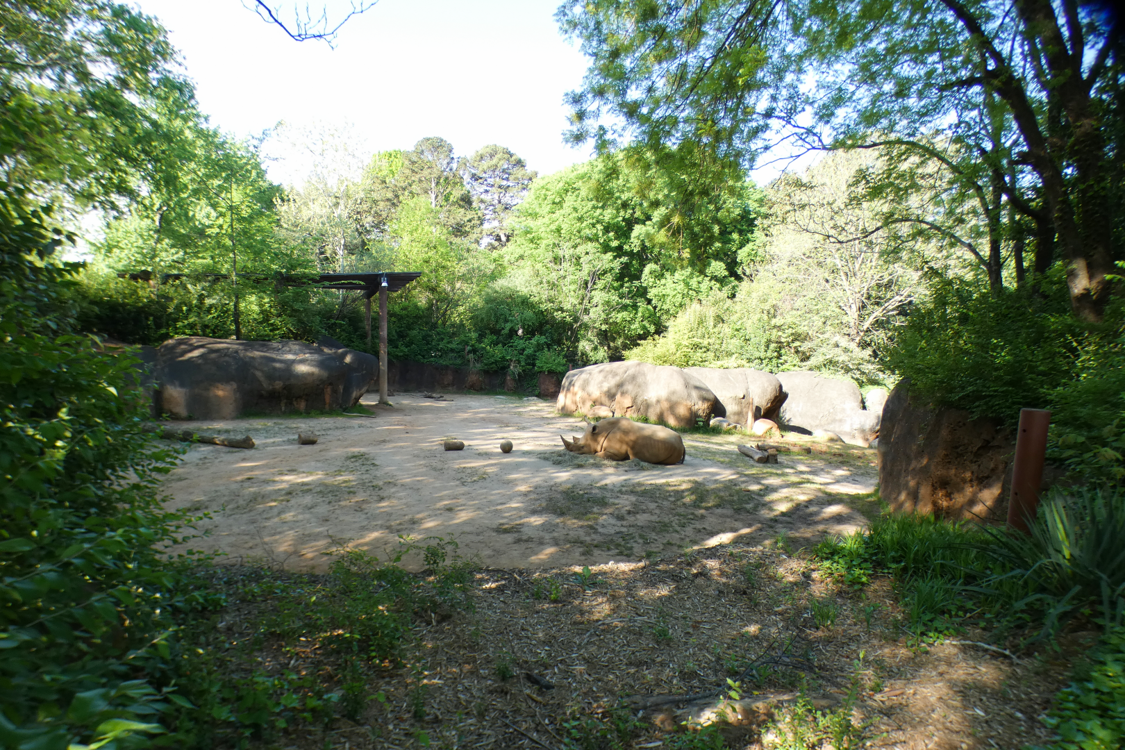 Apr. 2021 - African Savanna - Southern White Rhino Exhibit (0.25 Acres)