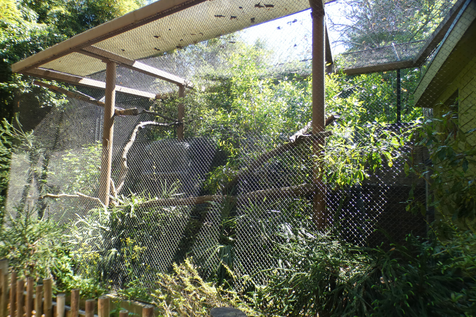 Apr. 2021 - Asian Forest - Complex Carnivores - Fossa Exhibit