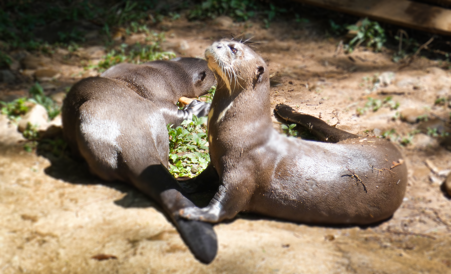 Apr. 2021 - Asian Forest - Giant Otter