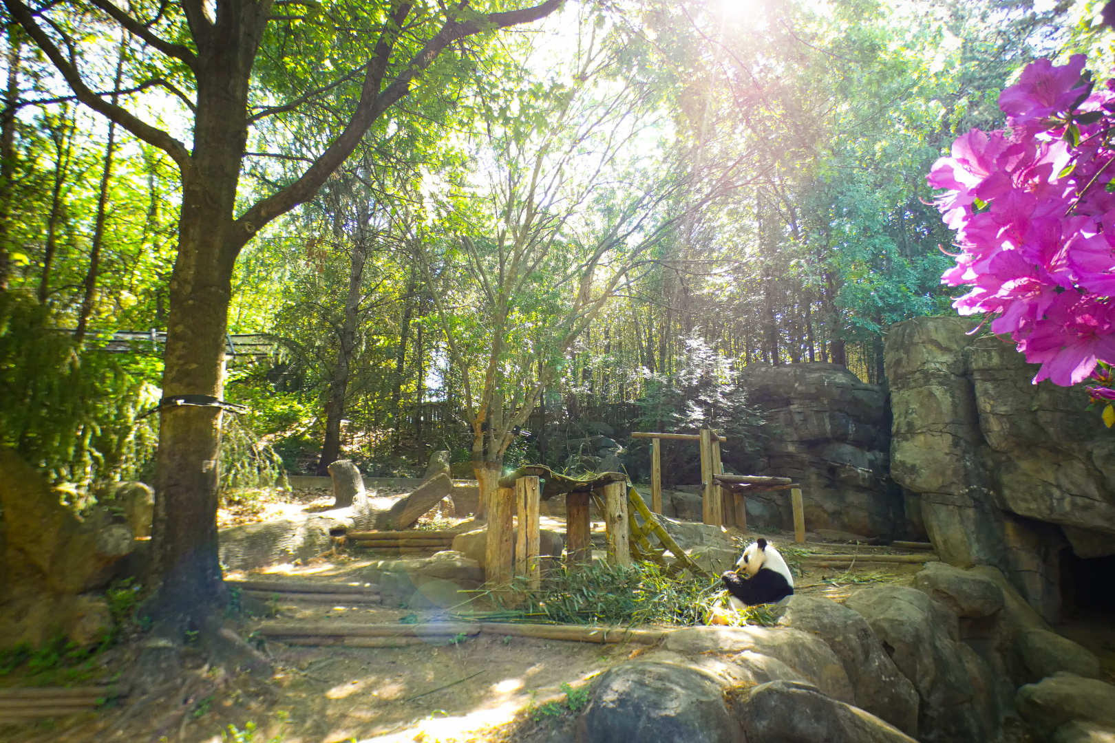 Apr. 2021 - Asian Forest - Giant Panda Left Exhibit