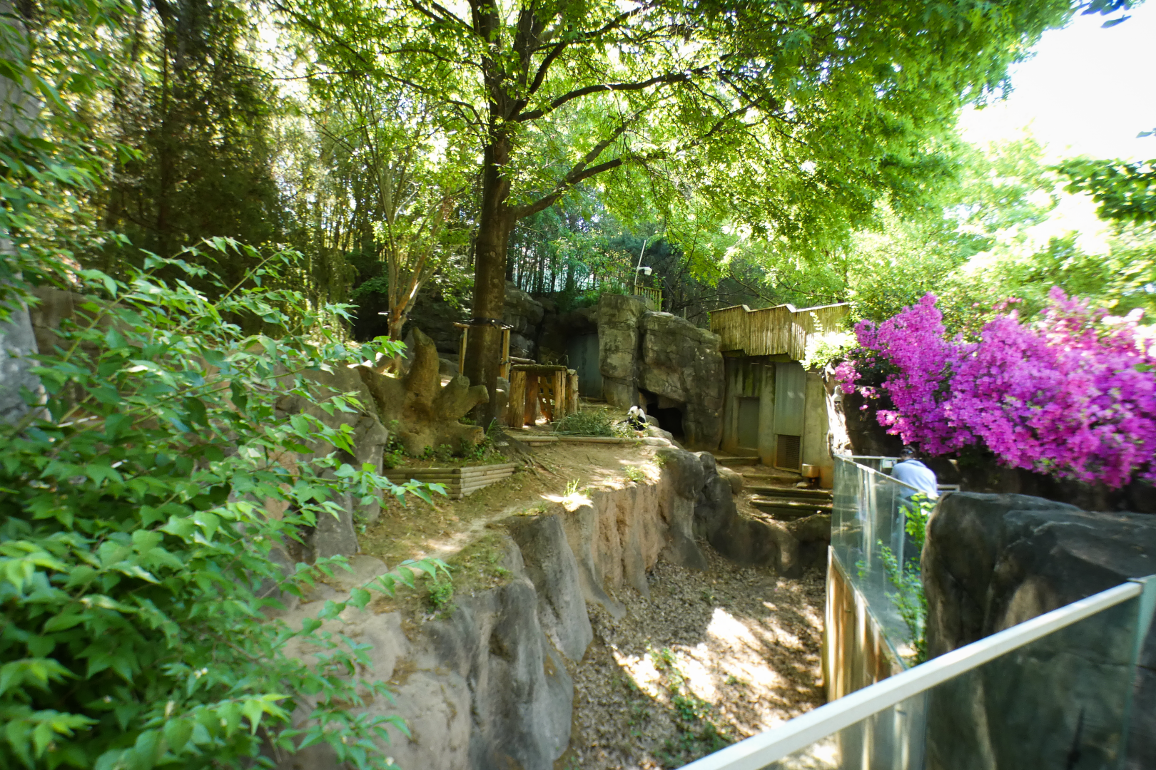 Apr. 2021 - Asian Forest - Giant Panda Left Exhibit